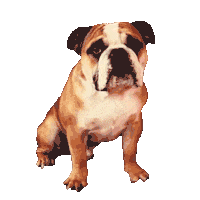 Bulldog Hugohelmig Sticker by BelieveGermany