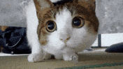 Cat Watching GIF