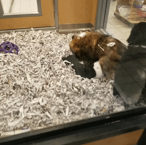 GIF by IbarraHomes