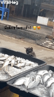 Sneaky Cat Snags a Fish