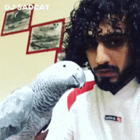 Bird Dance GIF by dj sadcat