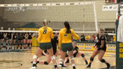 GIF by NDSU Athletics