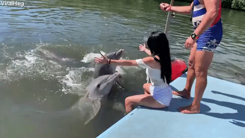 dolphin hump GIF by ViralHog