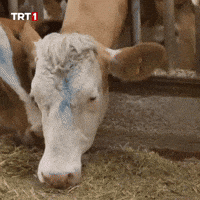 Breakfast Dinner GIF by TRT