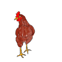 Chicken Pepper Sticker