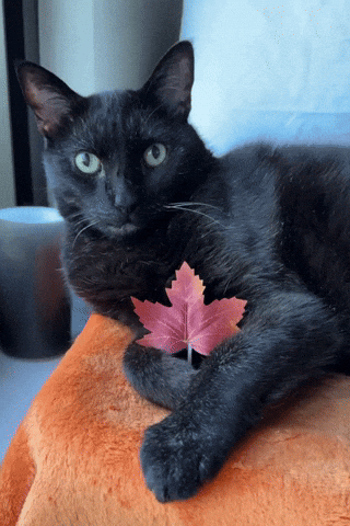 Black Cat Fall GIF