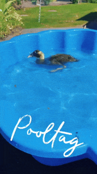 Fun Summer GIF