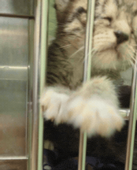 Let Me In Baby GIF