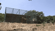 ARTIS_amsterdam zoo vulture artis gier GIF