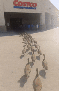 Costco GIF by Respective