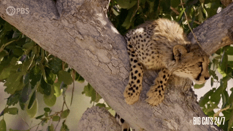 Season 2 Cute Animals GIF by PBS