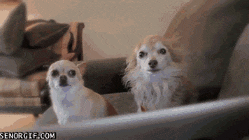 Chihuahua GIF