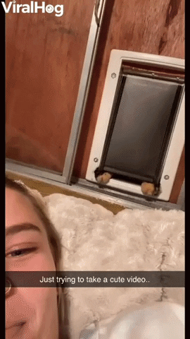 Cat Brings Mom A Special Surprise GIF by ViralHog
