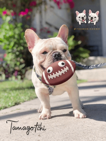 Miamiregalblues frenchie french bulldog frenchbulldog tamagotchi GIF