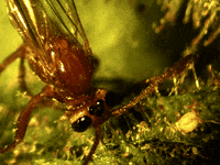 Plant Trap GIF by Ansel Oommen, EDAC, MLS(ASCP)CM