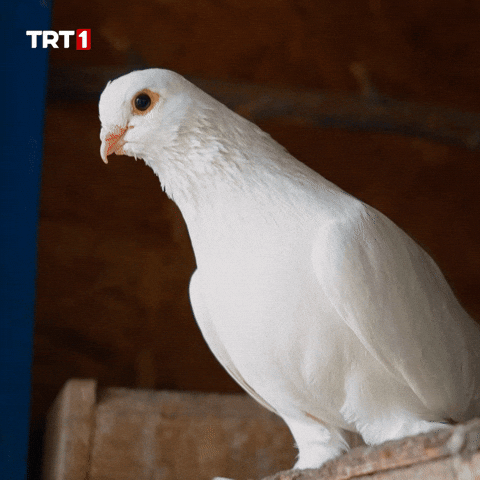 Which One What GIF by TRT