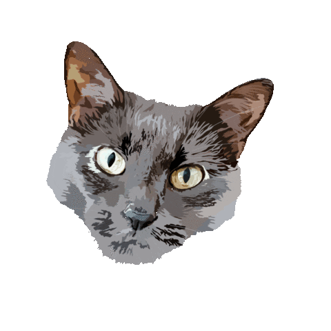 Black Cat Cats Sticker