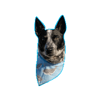 Cattle Dog Sticker by Geekster Pets