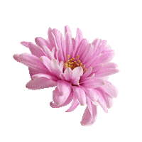 Pink Flower Sticker