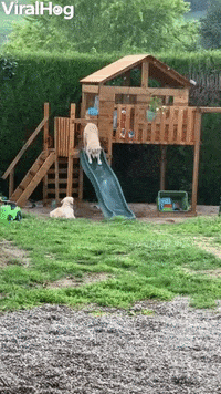 Dogs Funny Animals GIF by ViralHog