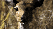 Snack Hello GIF by ABC Network