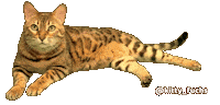 Cat Fashion Sticker by Kitty Fuchs