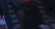 morning wood GIF