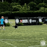 Jump Dogs GIF by American Kennel Club