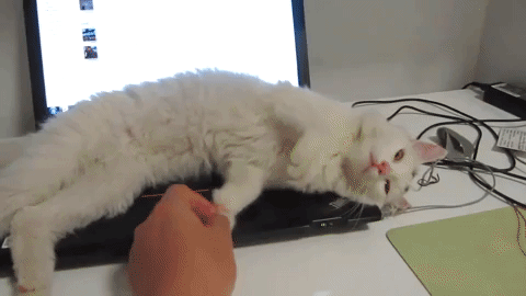 cat laptop GIF