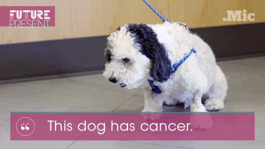 cancer treatment video GIF