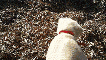 Dogs Leaves GIF