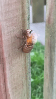 Brood X Cicada Sheds Its Exoskeleton in Washington