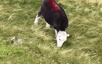 uk england GIF by Baratunde Thurston