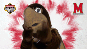 Happy College Sports GIF by College Colors Day
