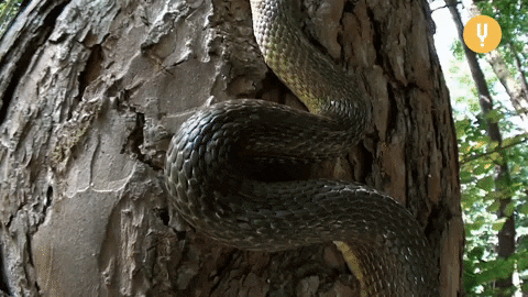 asudeasar giphyupload GIF