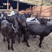 Where Are You What GIF by TRT