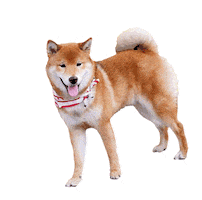 Shiba Inu Dog Sticker