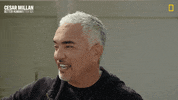 Dogwhisperer GIF by National Geographic Channel