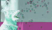 dog bubble GIF by A.M.T.G. G.G.