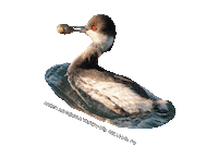 parcodeltapo nature bike bird duck Sticker