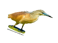 parcodeltapo nature bike bird duck Sticker