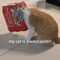 Cats Feels GIF by Darwin
