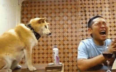 Dog Deodorant GIF