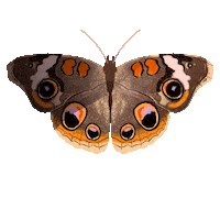 rikkipaepke fly butterfly wings bug Sticker