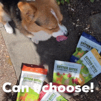 Dog Cant Choose GIF