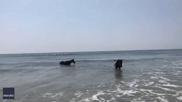 Maryland Ponies Head to Beach During Heat Wave
