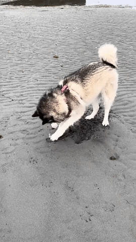 Clam Squirts Water in Unsuspecting Dog's Face