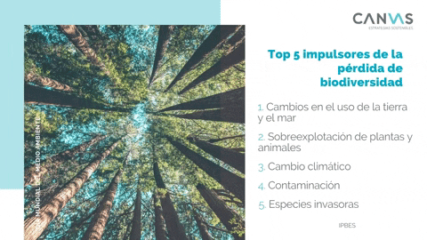 CANVAS_ES giphygifmaker GIF