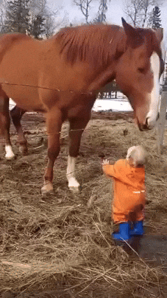 cuteanimalland giphyupload GIF