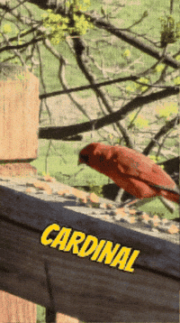 Red Bird Eating GIF by No Cheese Records